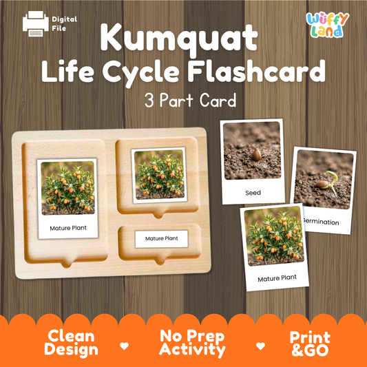 Digital product preview for a Kumquat Life Cycle Flashcard set by Wiffy Land, showing a wooden 3-part card tray with sample photos of seed, germination, and mature plant stages on a wood-grain background with orange feature banners.