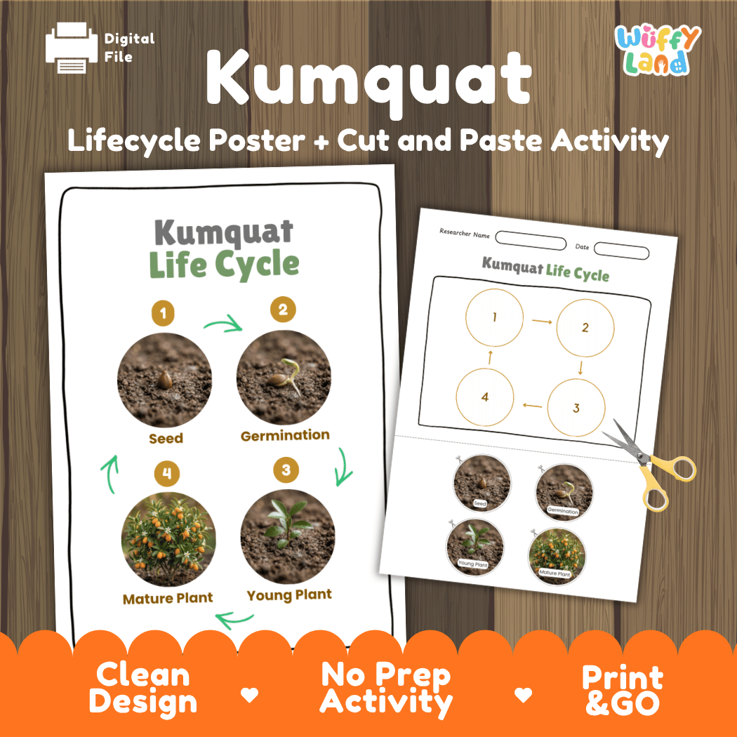 Kumquat Life Cycle Poster and Cut and Paste Worksheet Activity