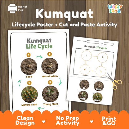 Kumquat Life Cycle Poster and Cut and Paste Worksheet Activity