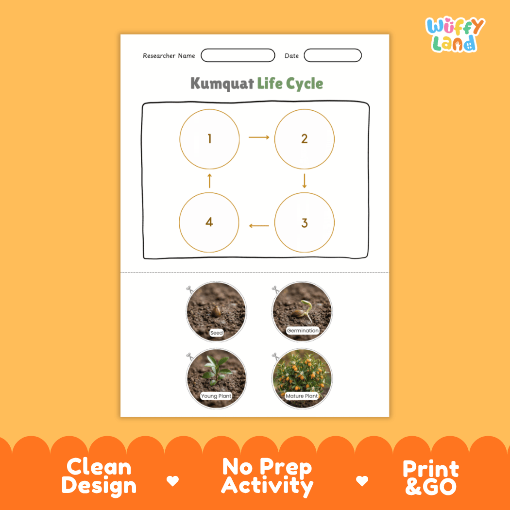 Kumquat Life Cycle Poster and Cut and Paste Worksheet Activity