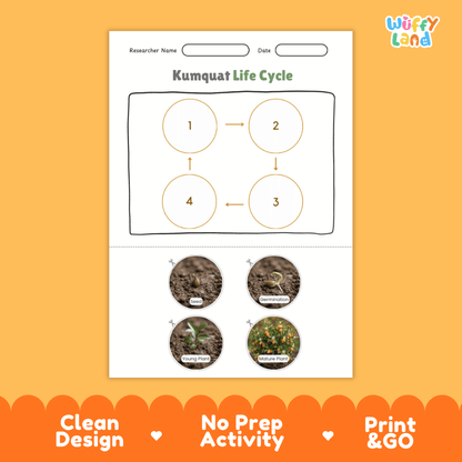 Kumquat Life Cycle Poster and Cut and Paste Worksheet Activity