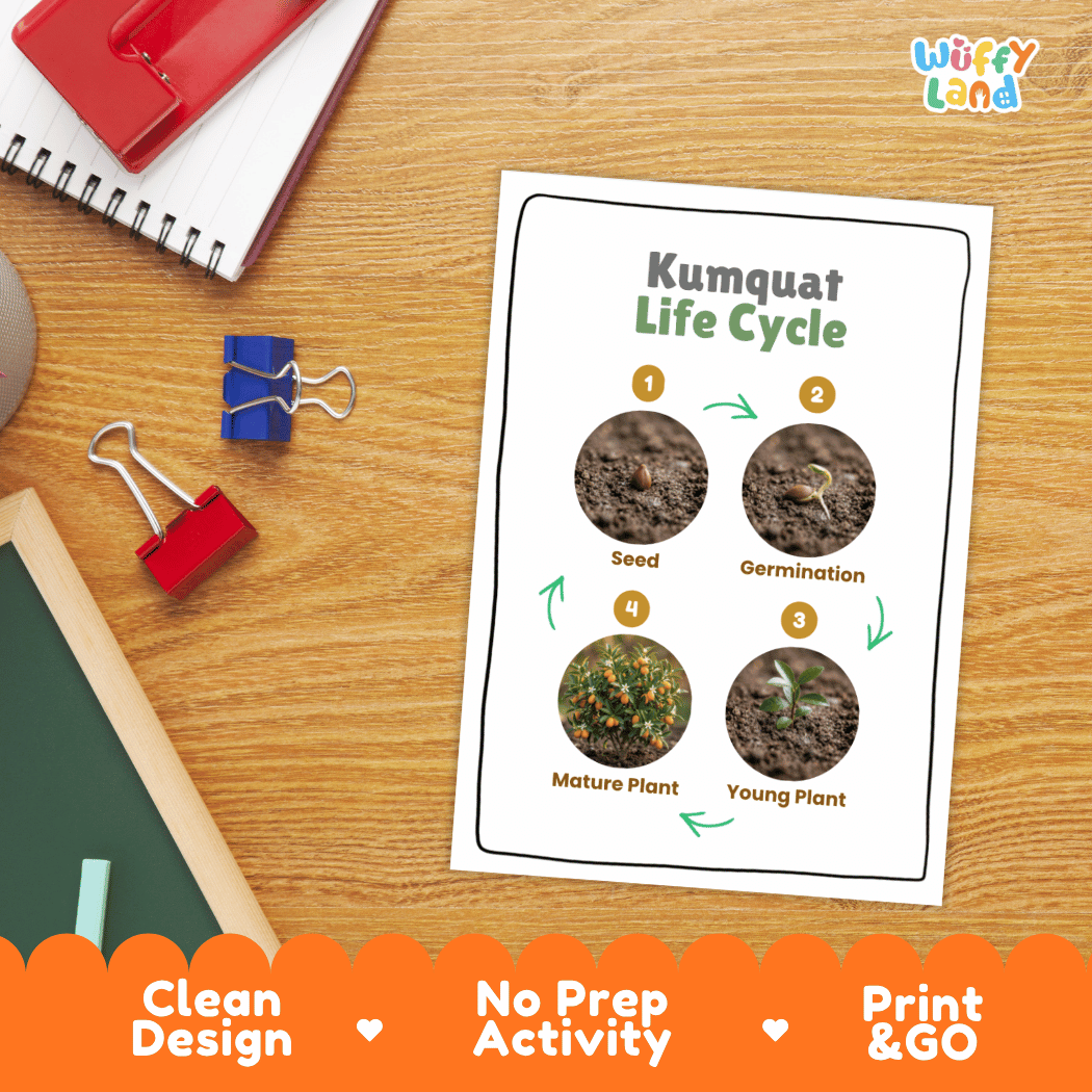 Kumquat Life Cycle Poster and Cut and Paste Worksheet Activity