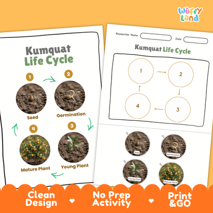 Kumquat Life Cycle Poster and Cut and Paste Worksheet Activity