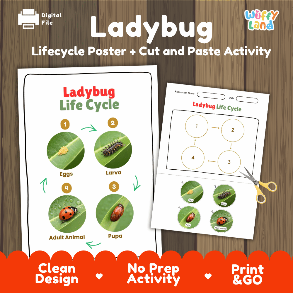 Ladybug Lifecycle Poster and Cut and Paste Activity Worksheets | Animal Science Printables