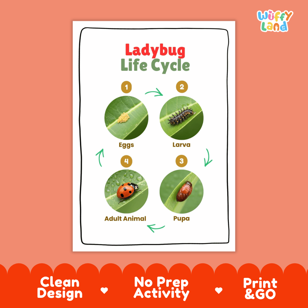 Ladybug Lifecycle Poster and Cut and Paste Activity Worksheets | Animal Science Printables