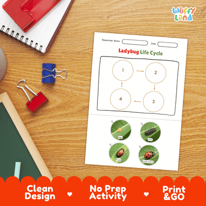 Ladybug Lifecycle Poster and Cut and Paste Activity Worksheets | Animal Science Printables