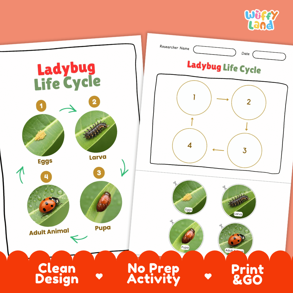 Ladybug Lifecycle Poster and Cut and Paste Activity Worksheets | Animal Science Printables