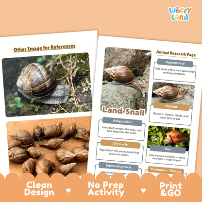 Land Snail Animal Research Page Worksheets and Fact Sheet