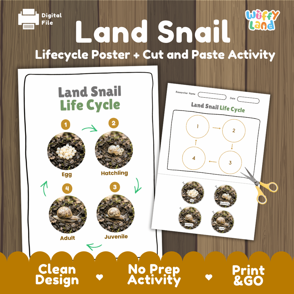 Land Snail Life Cycle Poster and Cut and Paste Activity Worksheets