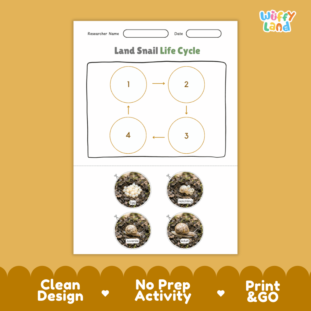 Land Snail Life Cycle Poster and Cut and Paste Activity Worksheets