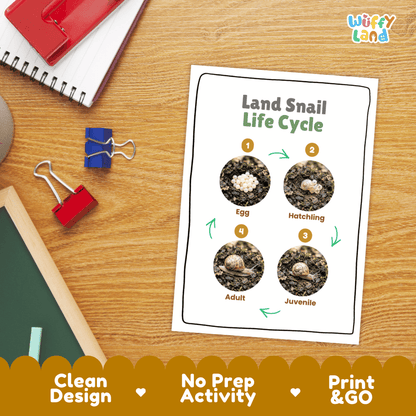 Land Snail Life Cycle Poster and Cut and Paste Activity Worksheets