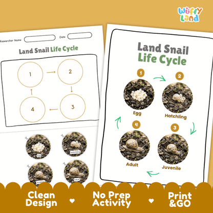 Land Snail Life Cycle Poster and Cut and Paste Activity Worksheets