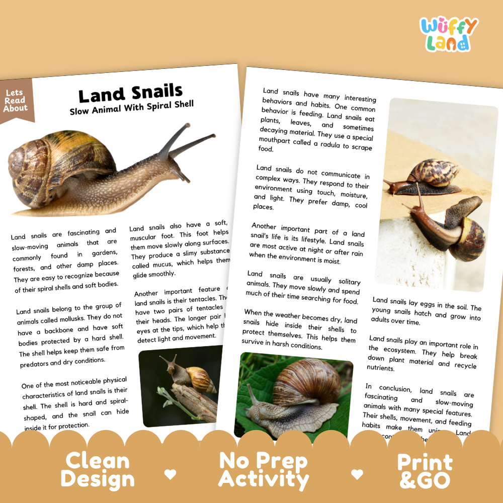 A promotional graphic for a land snail kit by Wiffly Land, showing three printed cards with detailed instructions and photos of dried land snails. The cards are displayed on a white background with a brown wooden tray at the bottom and a beige banner reading 'Wiffly Land'.