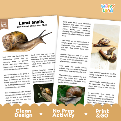 A promotional graphic for a land snail kit by Wiffly Land, showing three printed cards with detailed instructions and photos of dried land snails. The cards are displayed on a white background with a brown wooden tray at the bottom and a beige banner reading 'Wiffly Land'.