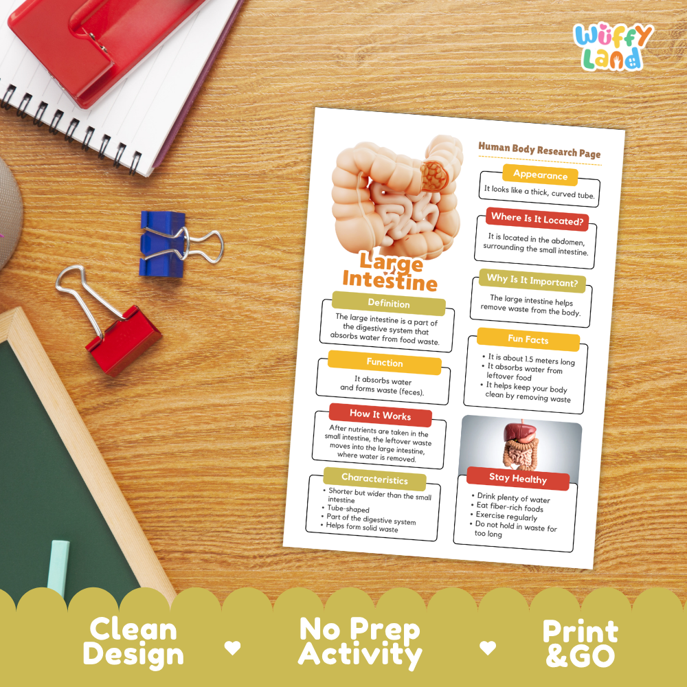 Close-up of informational summary sheet detailing large intestine definitions, fun facts, and healthy habits