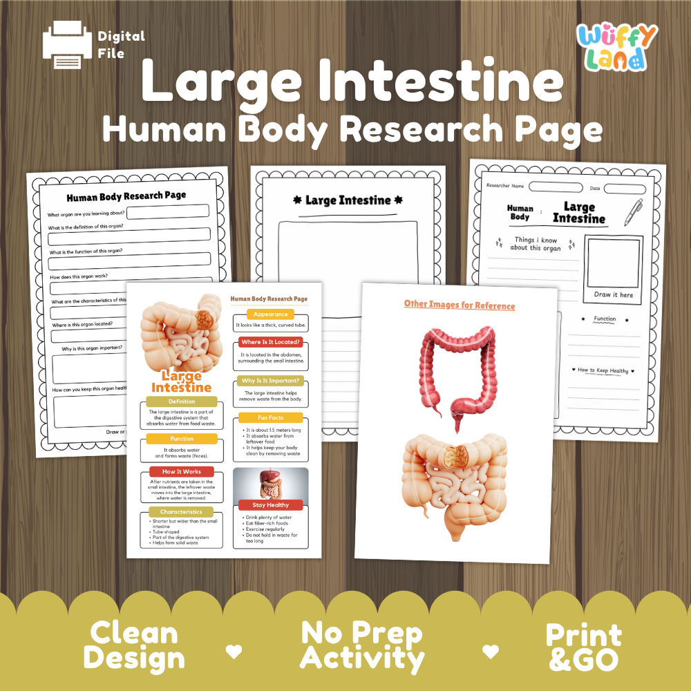 Large intestine human body research page cover showing printable research worksheets, information cards, and reference sheets