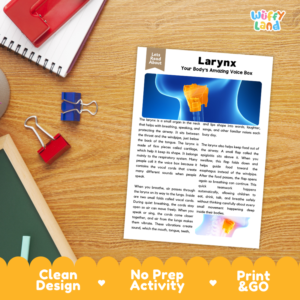 Student reading comprehension worksheet with short-answer questions and lined sections about the human larynx