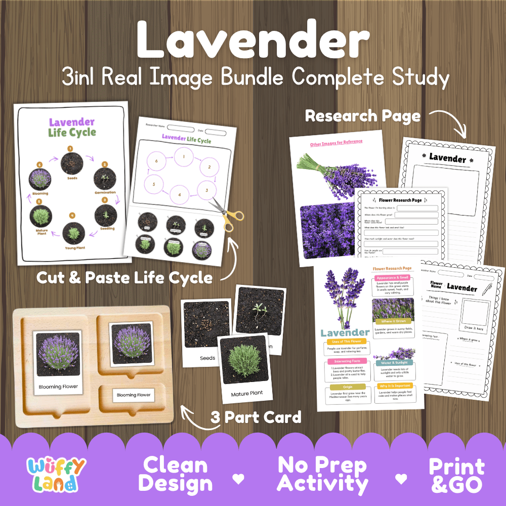 Lavender plant 3in1 real image bundle complete study printable featuring life cycle cut and paste worksheets, Montessori 3-part cards, and research pages