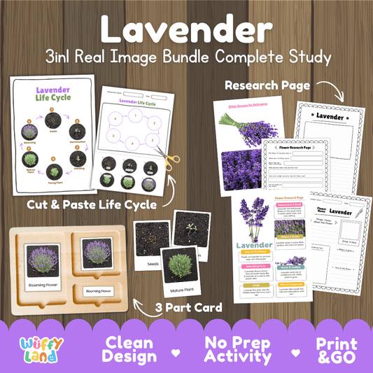 Lavender plant 3in1 real image bundle complete study printable featuring life cycle cut and paste worksheets, Montessori 3-part cards, and research pages