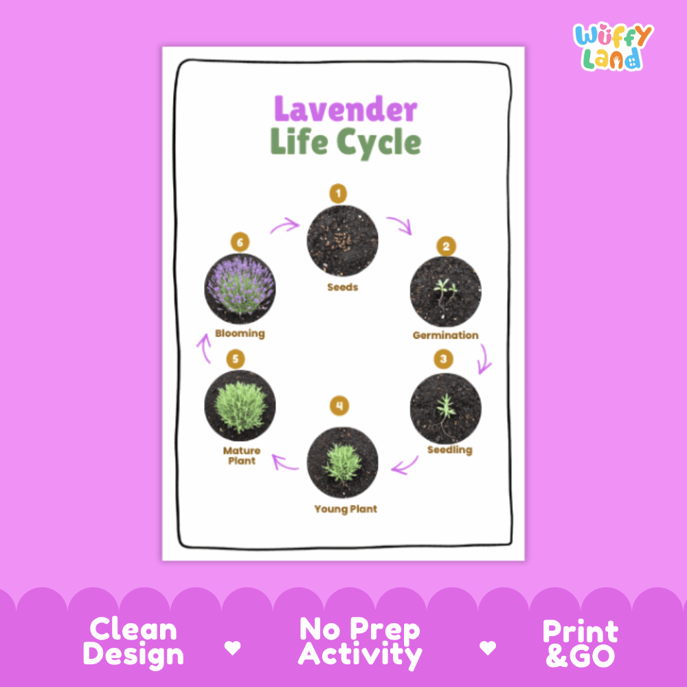 Lavender Lifecycle Poster and Cut and Paste Activity Worksheets | Plant Science Printables