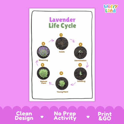 Lavender Lifecycle Poster and Cut and Paste Activity Worksheets | Plant Science Printables