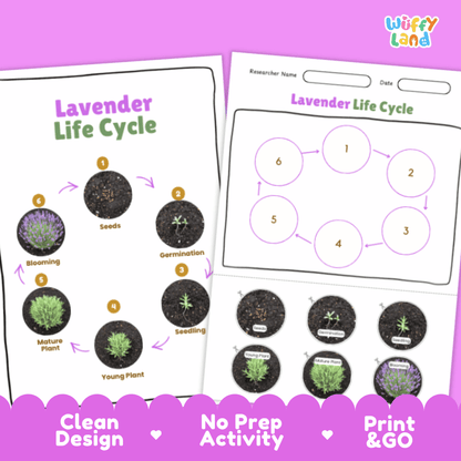Lavender Lifecycle Poster and Cut and Paste Activity Worksheets | Plant Science Printables