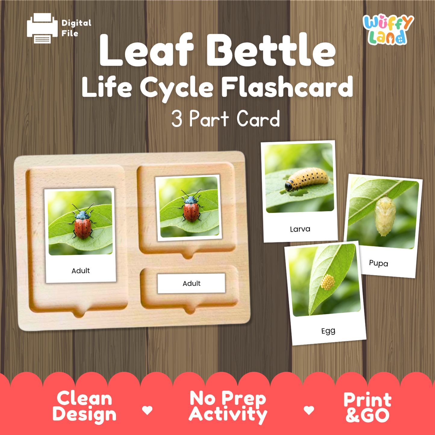 Leaf Beetle Life Cycle Flashcard 3 Part Cards Science Activity Printable