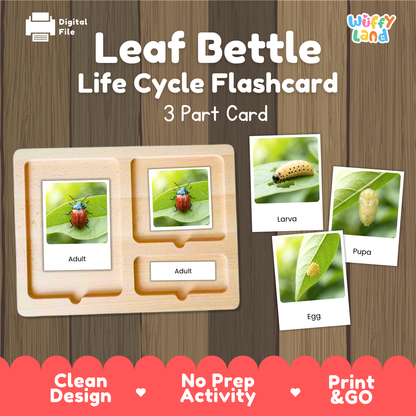 Leaf Beetle Life Cycle Flashcard 3 Part Cards Science Activity Printable