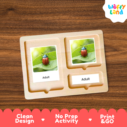 Leaf Beetle Life Cycle Flashcard 3 Part Cards Science Activity Printable
