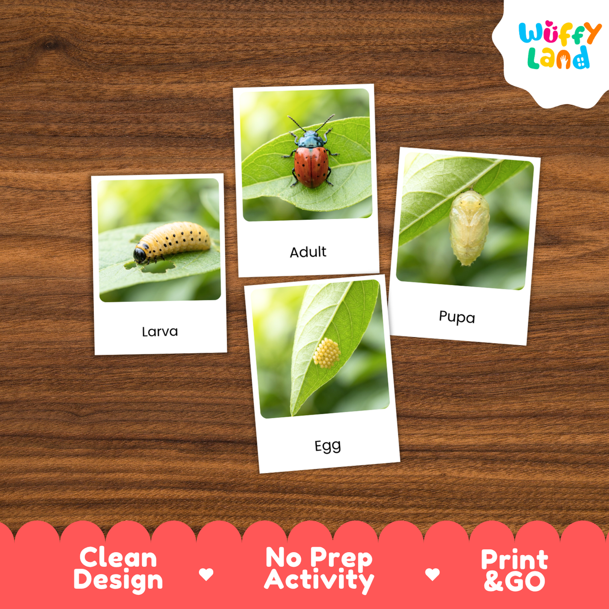 Leaf Beetle Life Cycle Flashcard 3 Part Cards Science Activity Printable