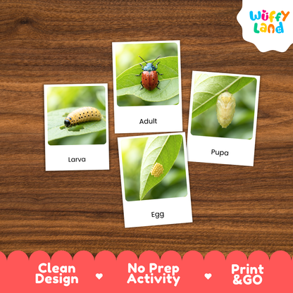 Leaf Beetle Life Cycle Flashcard 3 Part Cards Science Activity Printable