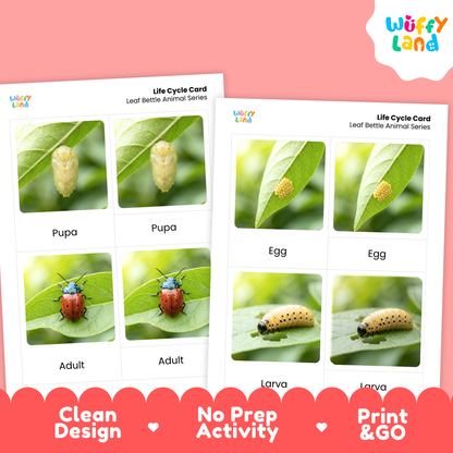 Leaf Beetle Life Cycle Flashcard 3 Part Cards Science Activity Printable