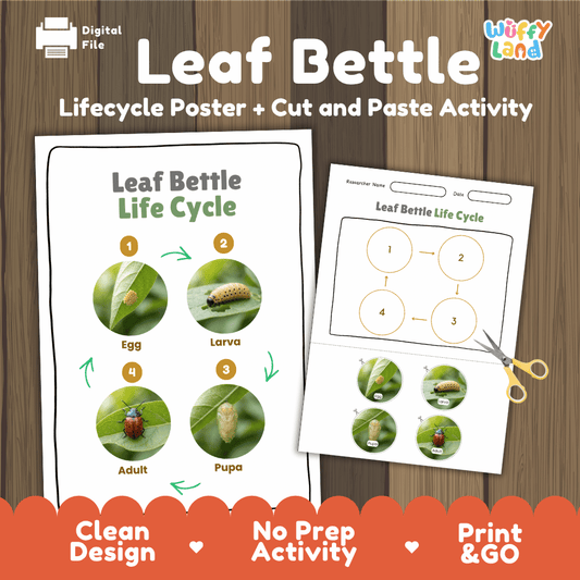 Leaf Beetle Life Cycle Poster and Cut and Paste Activity Worksheets