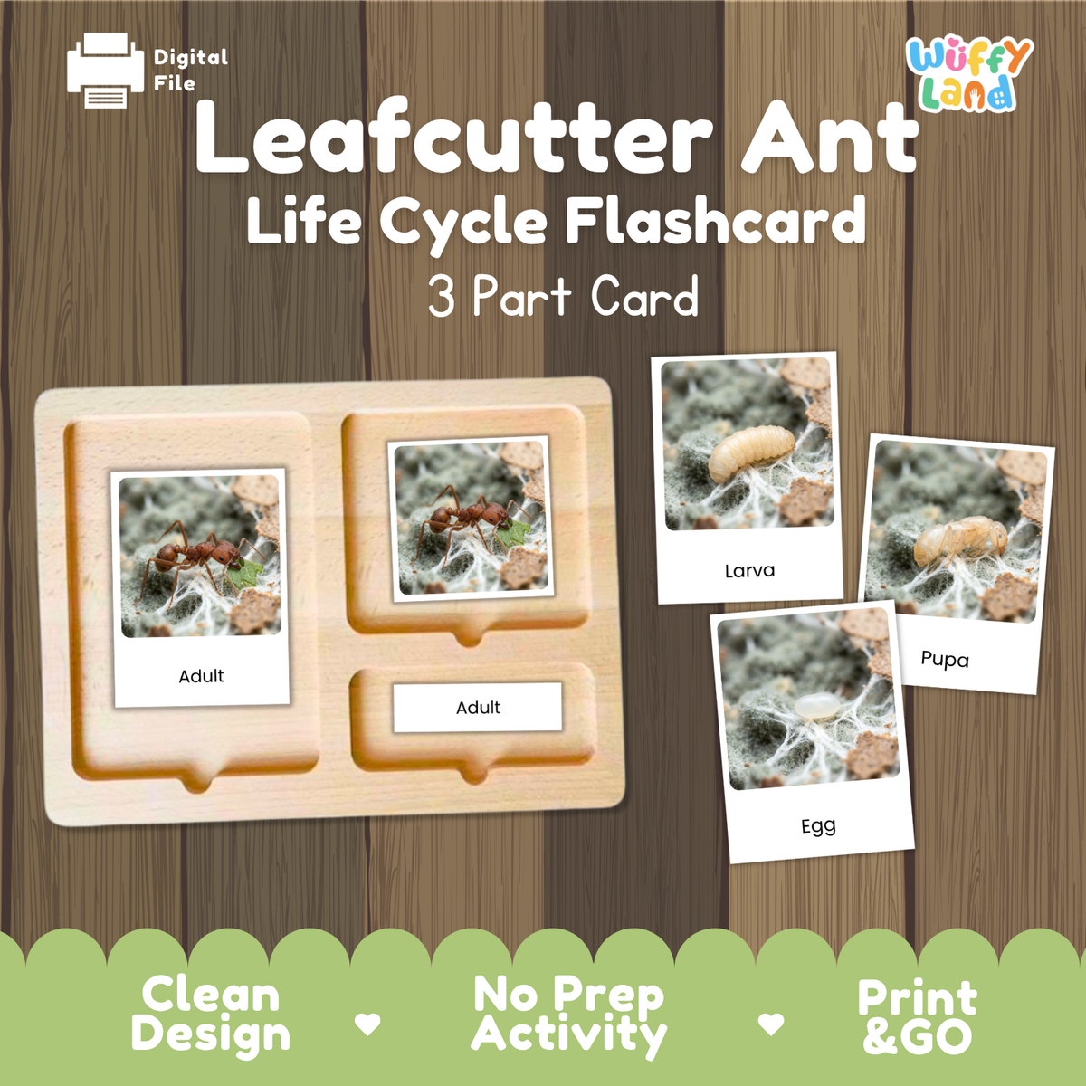Leafcutter Ant Life Cycle Flashcard 3 Part Cards Science Activity Printable