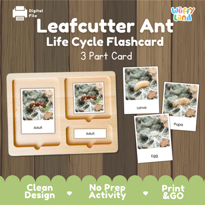 Leafcutter Ant Life Cycle Flashcard 3 Part Cards Science Activity Printable