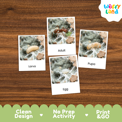 Leafcutter Ant Life Cycle Flashcard 3 Part Cards Science Activity Printable
