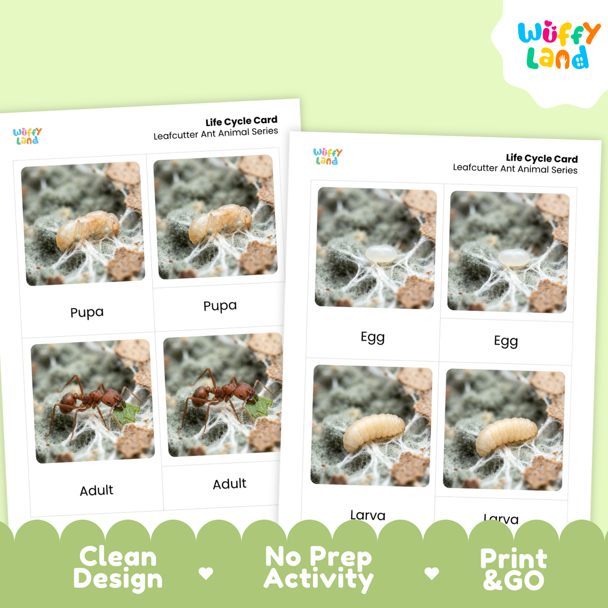 Leafcutter Ant Life Cycle Flashcard 3 Part Cards Science Activity Printable