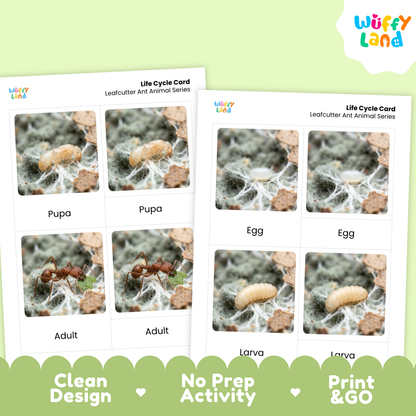 Leafcutter Ant Life Cycle Flashcard 3 Part Cards Science Activity Printable