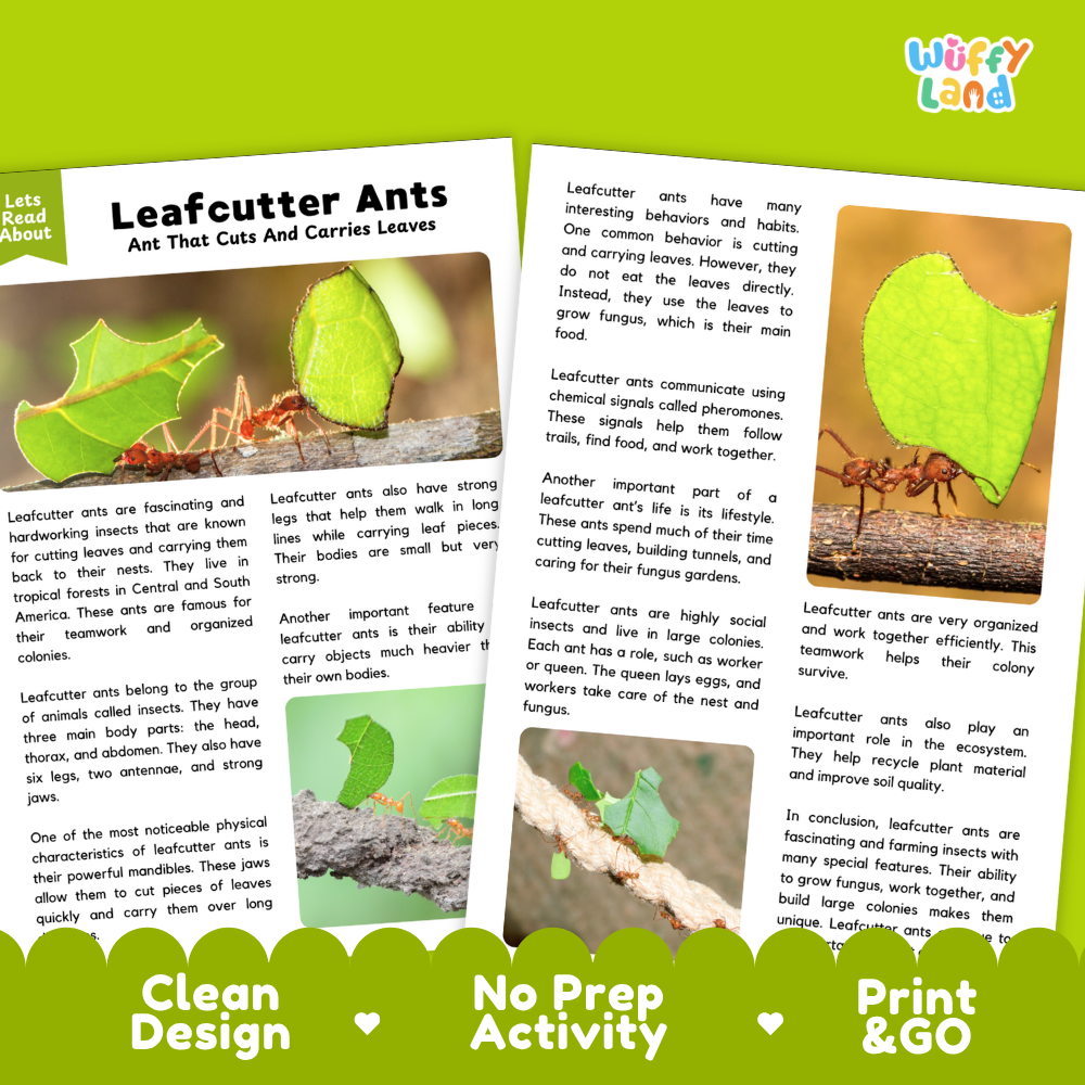 Two printed activity sheets about leaftoppers arranged on a light gray background with a 'Let's Read Daily' badge on the left and a 'Wuffly Land' logo at the bottom right. The sheets contain text and a small illustration of two red leaftoppers carrying green leaves.