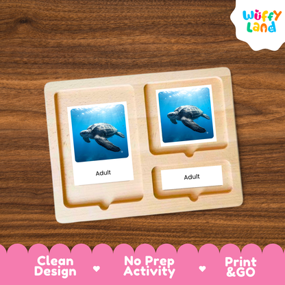 Leatherback Sea Turtle Life Cycle Flashcards 3 Part Cards Montessori Science Activity