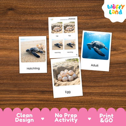 Leatherback Sea Turtle Life Cycle Flashcards 3 Part Cards Montessori Science Activity