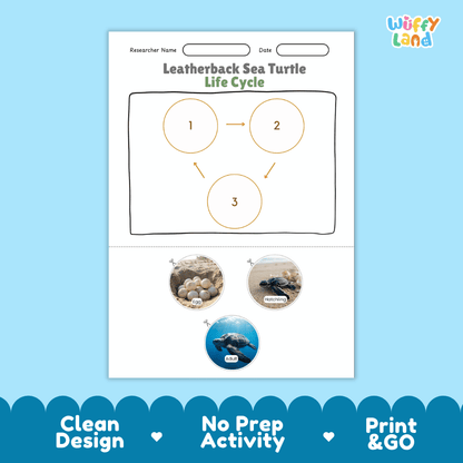 Leatherback Sea Turtle Life Cycle Poster and Cut and Paste Worksheet Activity