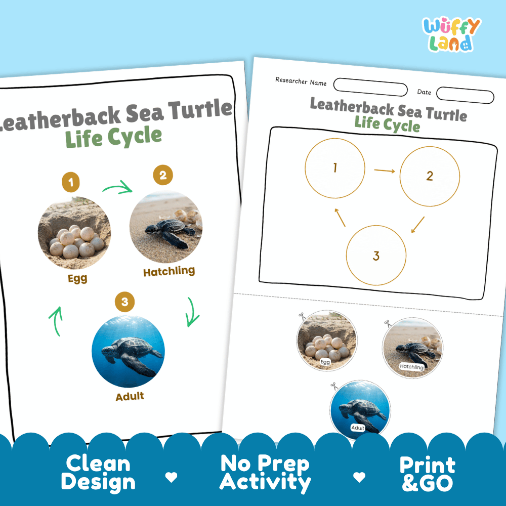 Leatherback Sea Turtle Life Cycle Poster and Cut and Paste Worksheet Activity