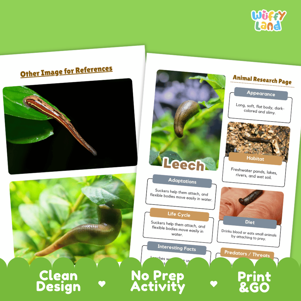 Leech Animal Research Project Worksheets and Fact Sheet Activity Pages