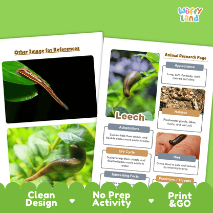 Leech Animal Research Project Worksheets and Fact Sheet Activity Pages