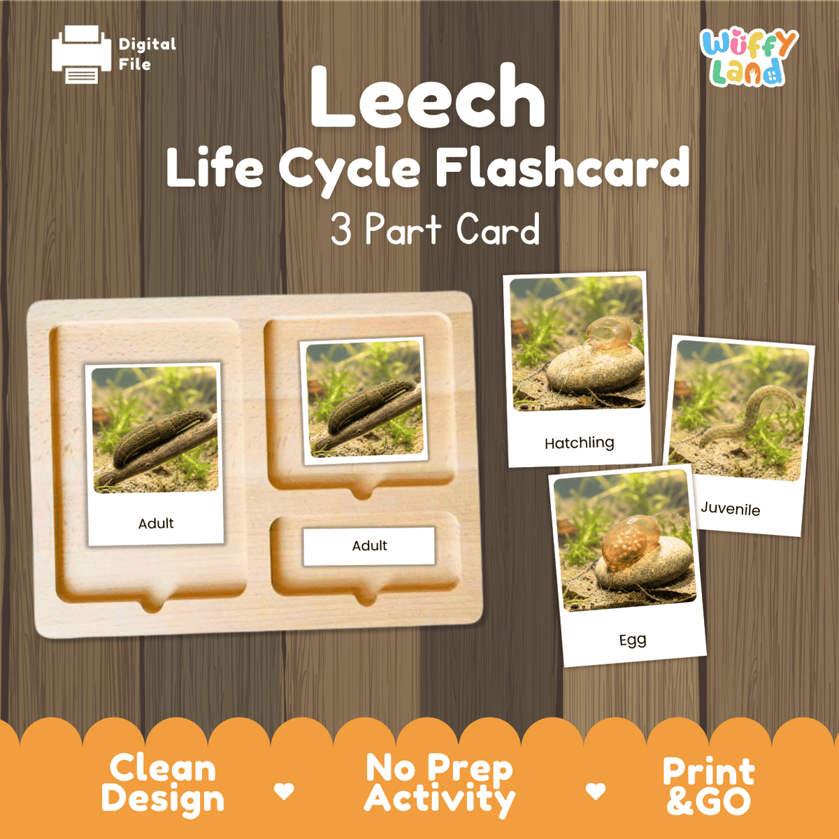 Leech Life Cycle Flashcards | Montessori 3 Part Cards Science Activity
