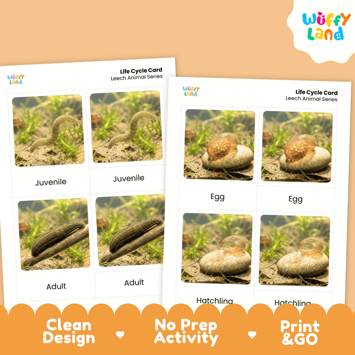 Leech Life Cycle Flashcards | Montessori 3 Part Cards Science Activity