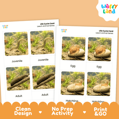 Leech Life Cycle Flashcards | Montessori 3 Part Cards Science Activity