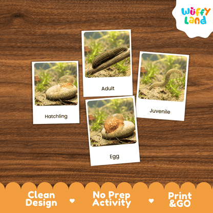 Leech Life Cycle Flashcards | Montessori 3 Part Cards Science Activity