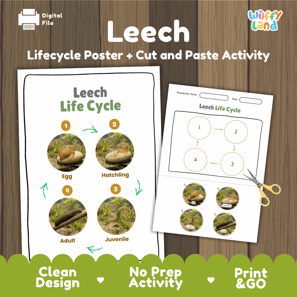 Leech Life Cycle Poster and Cut and Paste Activity Worksheet